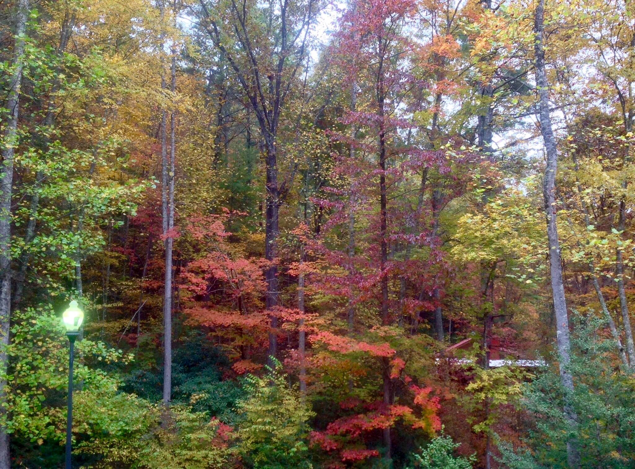 My Front Yard in the Fall
